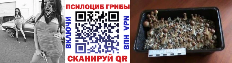 где купить   Кизляр  Псилоцибиновые грибы Cubensis 
